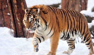 手机号码测吉凶与生肖：论属虎人适合的手机号码